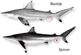 Shark Limits And Identification Texas Parks Wildlife