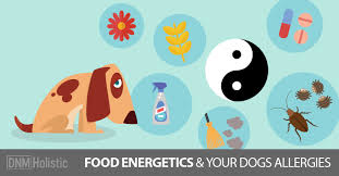 Helping Allergies In Dogs With Food Energetics