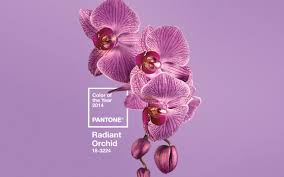 the color purple radiant orchid named