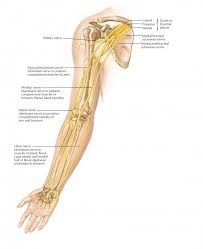 Easy Notes On Ulnar Nerve Learn In Just 4 Minutes