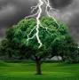 What Happens When a Tree Is Struck By Lightning? - Science ABC