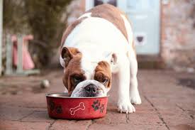 best dog food for diabetic dogs 2023