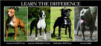 A registered american pit bull terrier or apbt (ukc recognized), is about 17. What Is The Difference Between American Bully And American Pit Bull Terrier Triline Kennels