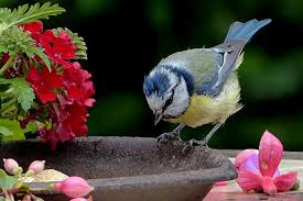 Comment aménager votre jardin pour les oiseaux ? - Le blog de Jardinet.fr