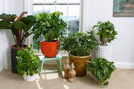 Philodendron Plants That Are Toxic For Cats