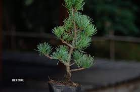 creating a pine bonsai bonsai empire