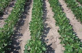 Soybean Seeding Rate