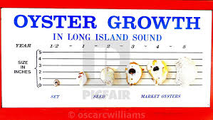 Oyster Growth Chart License Download Or Print For 12 40