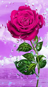 pink rose flower with waterdrop effect