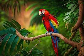 macaw images browse 199 152 stock