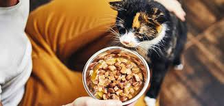 is homemade food better for cats pros