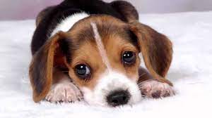 Yes, there's enough cute puppy pictures to go around!. 40 Minutes Sad Puppy Music Enjoy Copyrightfree Mix Youtube