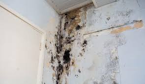 mold prevention services in your area