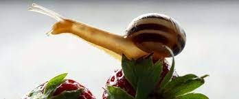 slugs eat best slug snail food