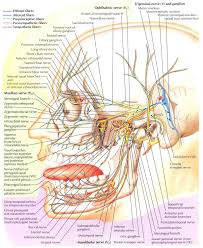 Trigeminal Nerve 01m Nerve Charts Nerve Anatomy