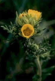 Potentilla pensylvanica - Wikipedia