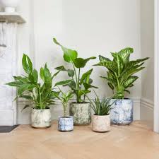 Neutral Coloured Pots For Indoor And