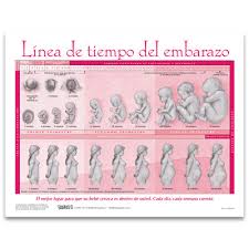 Timeline Of Pregnancy Tear Pad Spanish