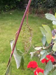 willow salix kilmarnock