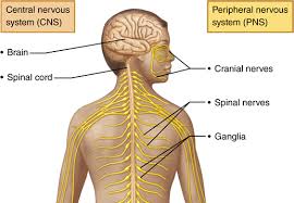 The central nervous system (cns) includes the brain and spinal cord (see the figure below). 1 The Human Nervous System 12 Download Scientific Diagram