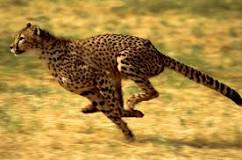 who-runs-faster-cheetah-or-deer