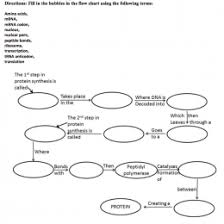 Genuine Protein Synthesis Flow Chart Worksheet Answers