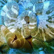 stictyla gigantea carpet anemone