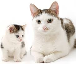 Kittencat, kittens tumblr, lol cat. From Kitten To Cat