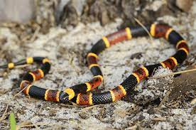 venomous snakes of texas texas a m today