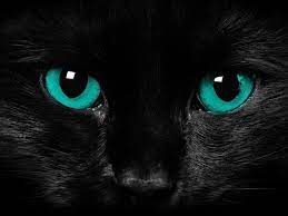 Homepage Cat Black Blue Eyes Wallpaper