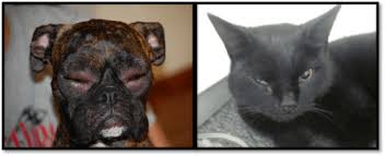 swelling in cats and dogs