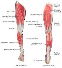 Unloaded actions involve muscles performing stabilization or repositioning. A Graphic Showing Lower Extremity Muscles Leg Muscles Anatomy Lower Limb Leg Anatomy
