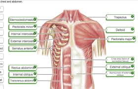 There are anterior muscles diagrams and posterior muscles diagrams. Quiz Ch 10 Copy Diagrams Flashcards Quizlet