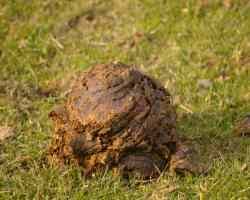 cow manure fertilizer and why every