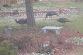 And watching their antics can provide hours of entertainment. Wild Turkeys In The Backyard Csmonitor Com