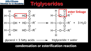 b 3 triglycerides sl you