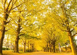 fall foliage in tokyo