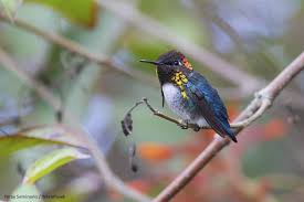 smallest hummingbird in the world bee