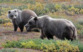Formerly known as mount mckinley national park, the name changed with its wilderness designation and tripled in size. Alaskan Brown Bears In Denali National Park Photo Credit J W Schoen Download Scientific Diagram