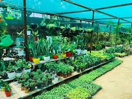 top fruit plant nurseries in santhur