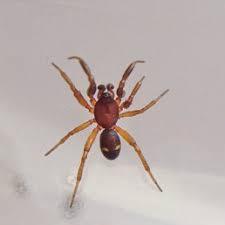 Spiders In Utah Species Pictures