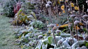 how to protect plants from frost 10