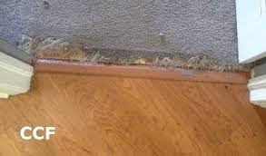 how to fix torn up carpet from cats