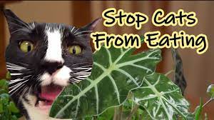 How to Stop Cats From Eating and Destroying Plants - YouTube