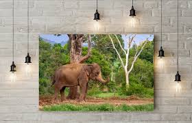 Young Thai Elephant Canvas Gallery Wrap