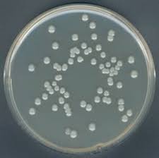 plate count agar agar 15 g l suitable