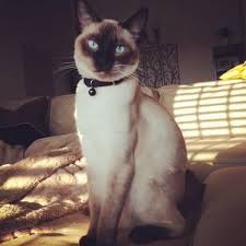 We do not allow visits for health reasons for our cats & kittens. Siamese Cats Pets And Animals For Sale Ohio