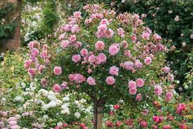 There are several types of rose plants that english gardens carries, including varieties perfect as cut flowers, to the types that are great as hedges or borders. Learn How To Plant And Care For Your English Roses