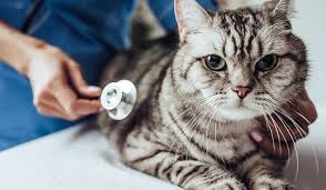 Dấu hiệu mèo bị dại và cách phòng ngừa bệnh dại ở mèo