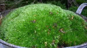 moss garden for beautiful greenery